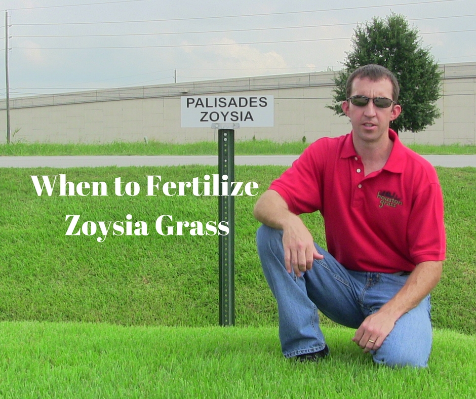 When To Fertilize Zoysia Grass Houston Pearland Sugar Land Katy When To Fertilize Zoysia Grass Houston Pearland Sugar Land Katy