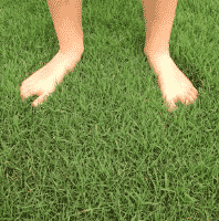 Bermuda Grass - Houston Grass