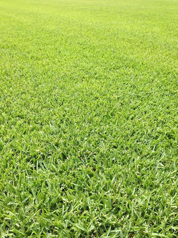 St. Augustine Grass Sod Types - Pearland - Houston Grass ...