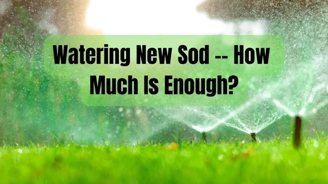 Watering New Sod - How Much Is Enough