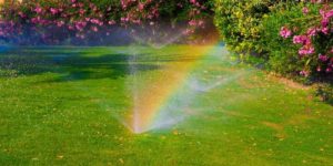 Watering Your Lawn the Smart Way