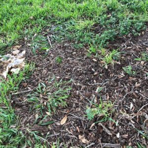 Don't Lay Sod Over Mulch