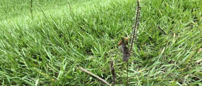 Common Bermuda Grass Seed Heads - Houston Grass