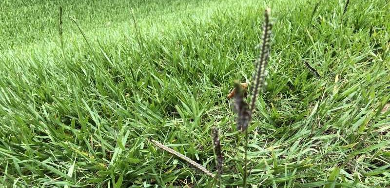 Common Bermuda Grass Seed Heads - Houston Grass