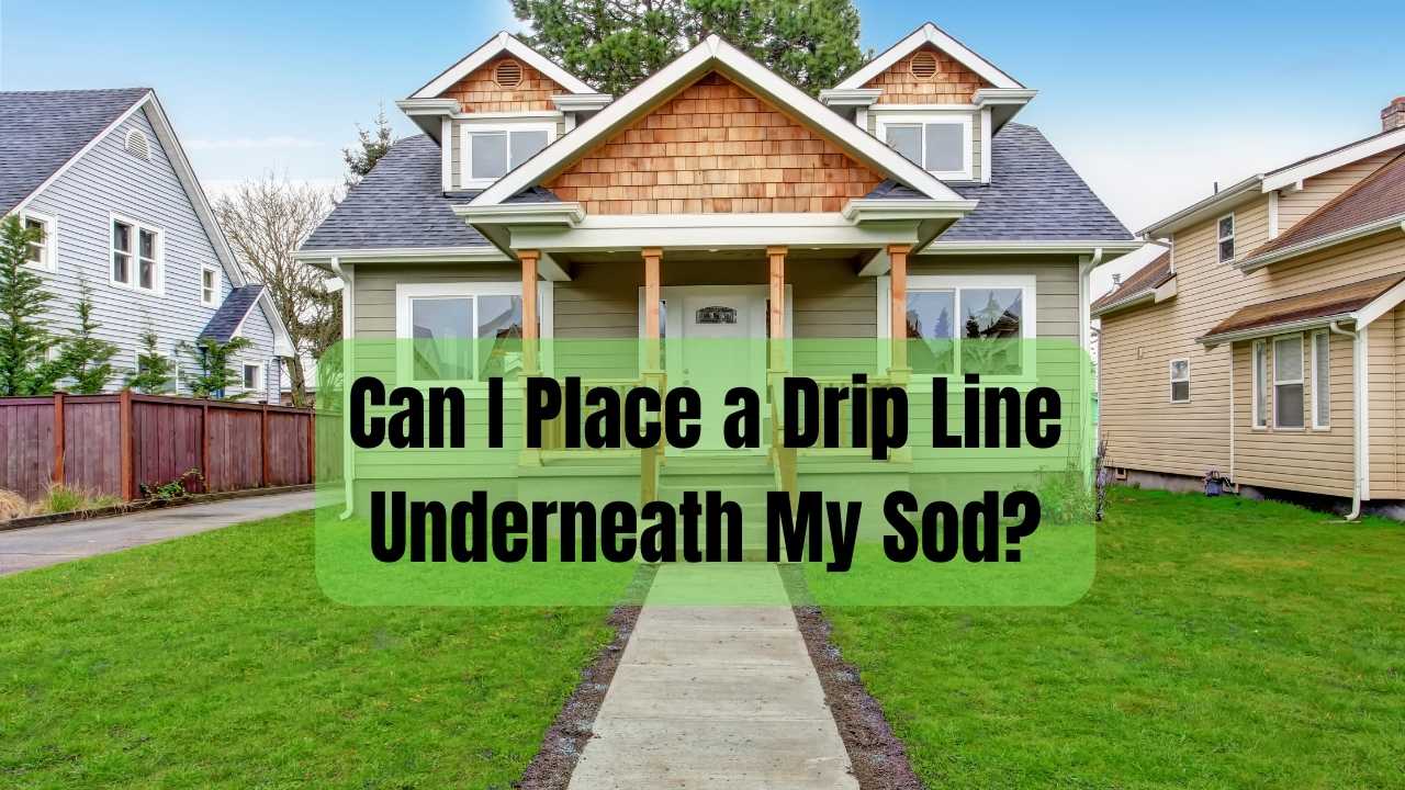 Can I Place a Drip Line Underneath Sod
