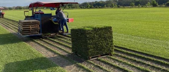 Do Sod Farms Replace Dirt - Houston Grass