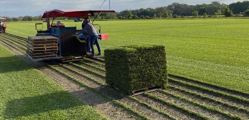 Do Sod Farms Replace Dirt - Houston Grass