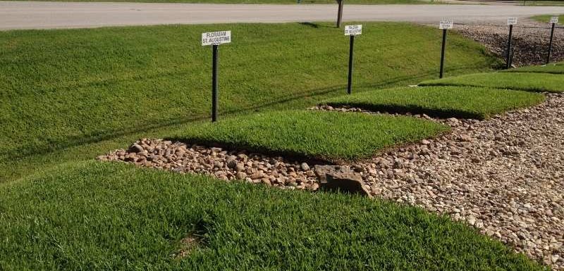 Most Drought Tolerant Grass for Houston - Houston Grass