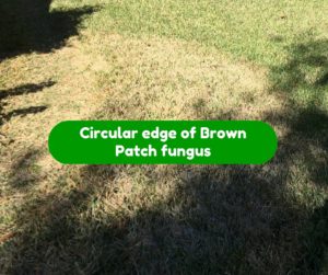 The telltale circular edge of Brown Patch fungus