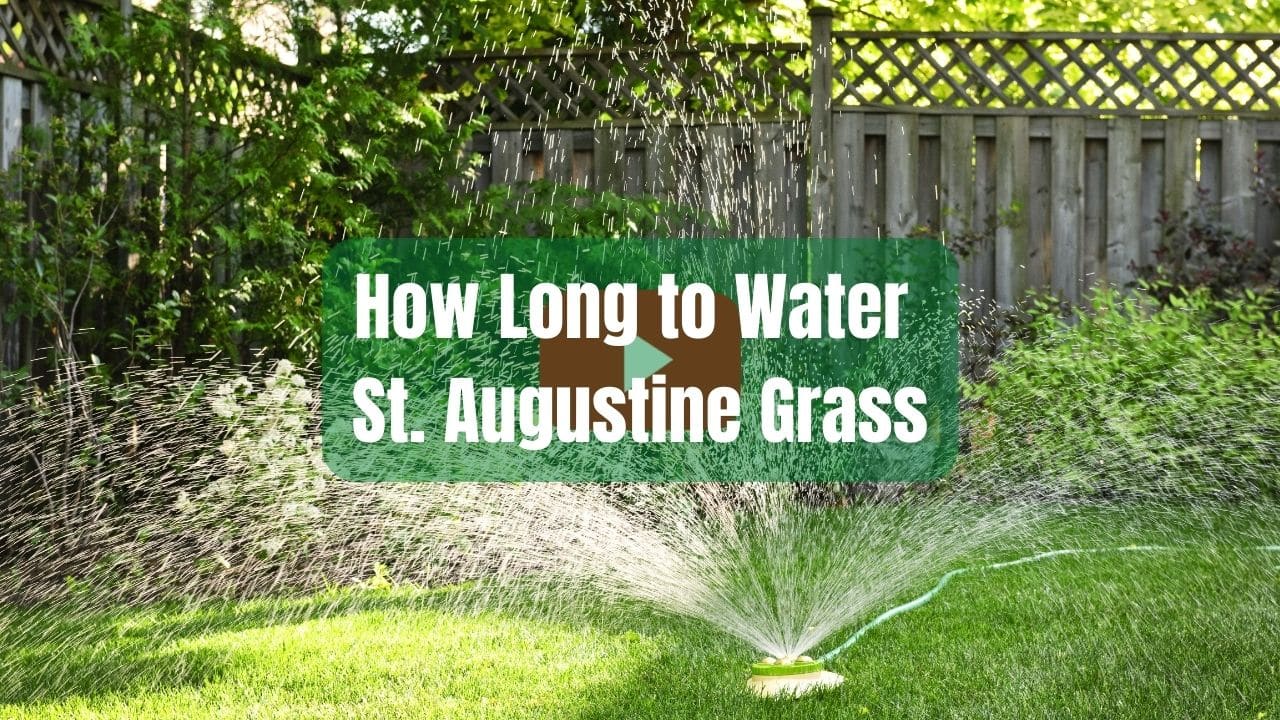 How Long to Water Grass in Houston 