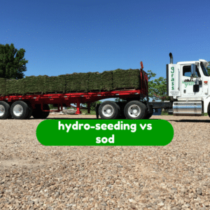 What about hydro-seeding vs sod for Houston homeowners?