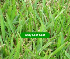 Gray leaf spot affects Houston area lawns