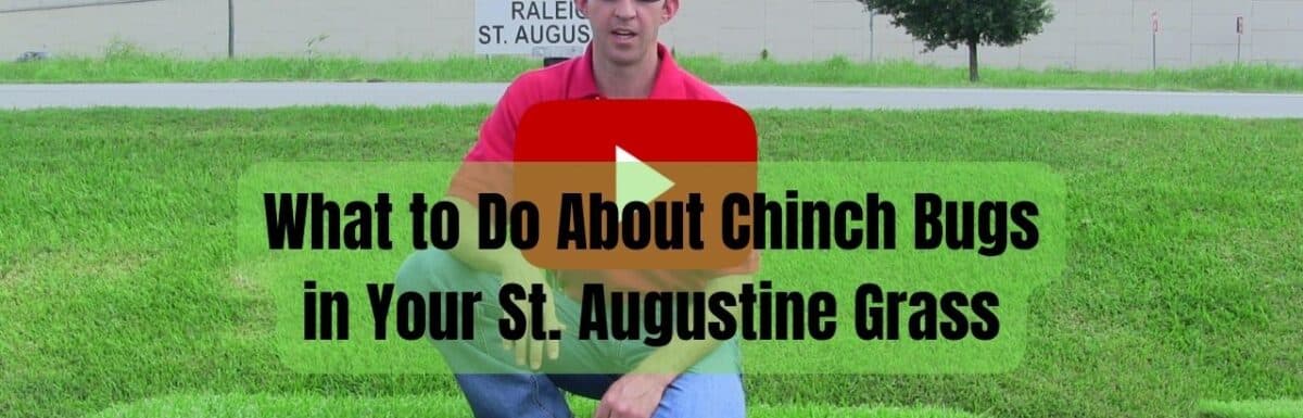 What to Do About Chinch Bugs in Your St. Augustine Grass