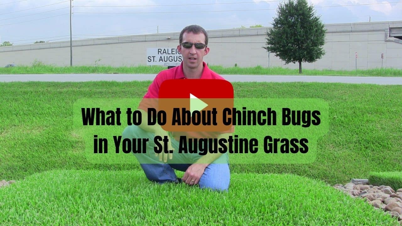 What to Do About Chinch Bugs in Your St. Augustine Grass