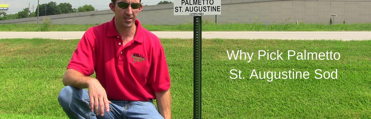 Why Pick Palmetto St. Augustine Sod Grass