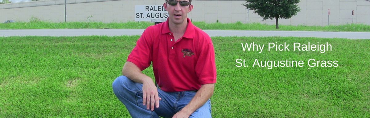 Why Pick Raleigh St. Augustine Grass Sod