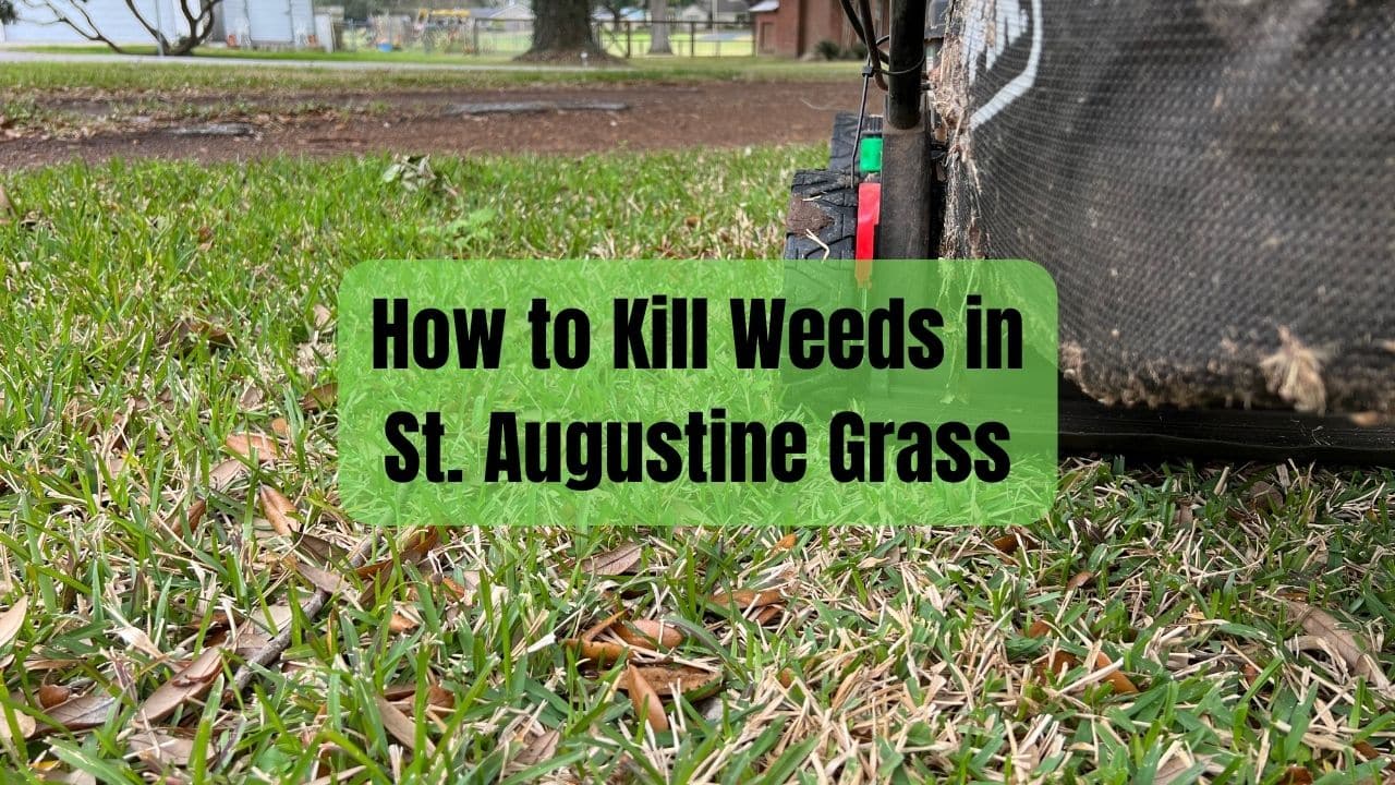 How to Kill Weeds in St. Augustine Grass