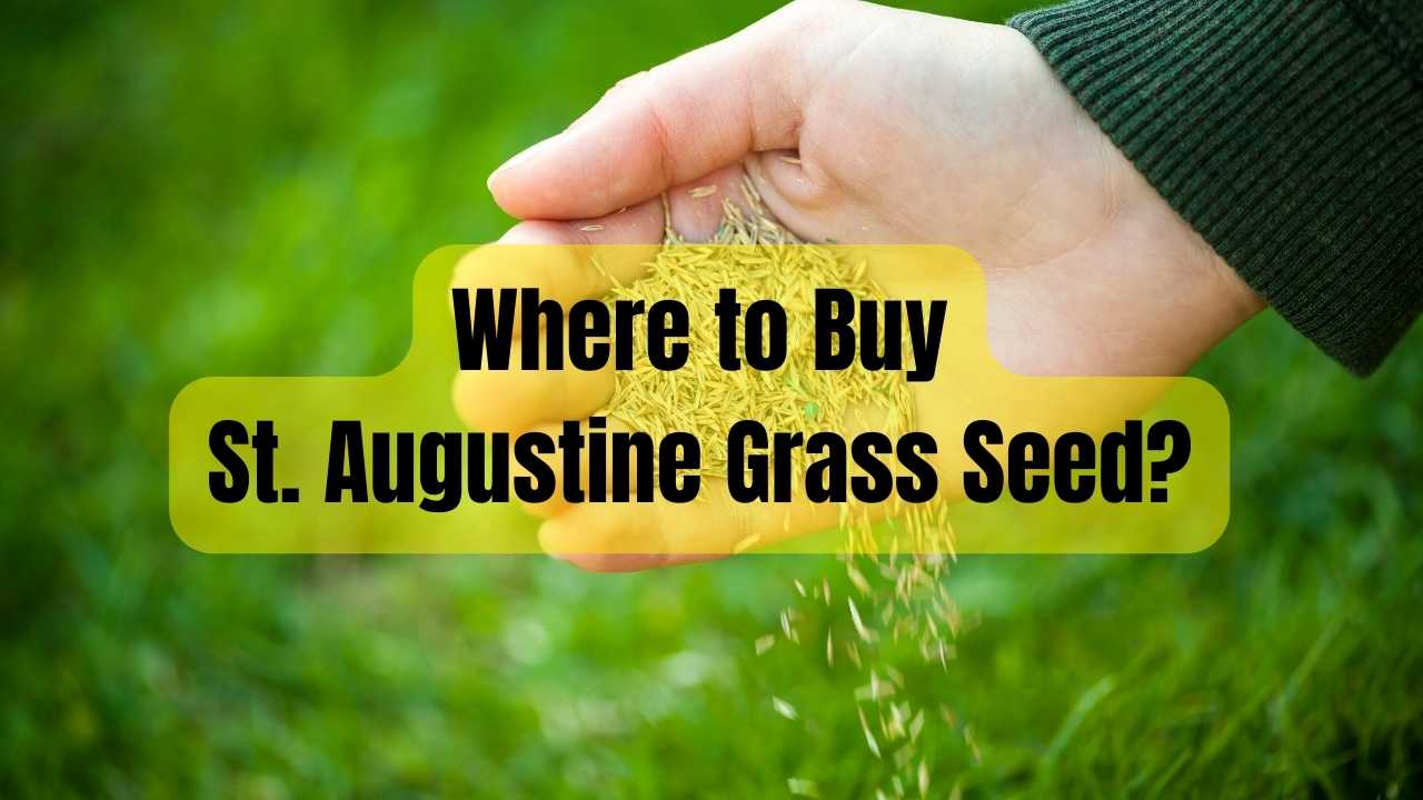 Where to Buy St. Augustine Grass Seed
