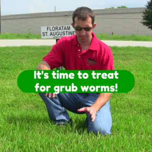 It's time to treat for grub worms!