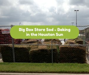 Big Box Store Sod - Baking in the Houston Sun