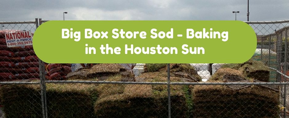 Big Box Store Sod - Baking in the Houston Sun