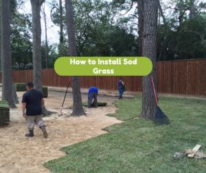 How to Install Sod Grass