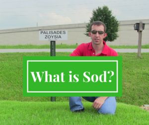 What is Sod Grass -- Houston Grass South