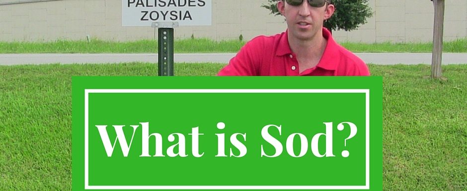 What is Sod Grass -- Houston Grass South