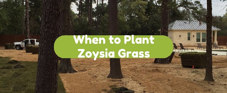 When to Plant Zoysia Grass in Houston