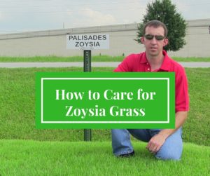 How to Care for Zoysia Grass - Houston Grass South