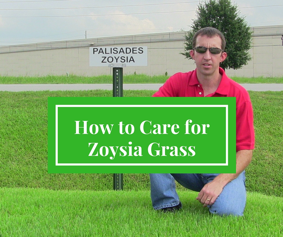How To Care For Zoysia Grass Houston Pearland Sugar Land Katy How To Care For Zoysia Grass Houston Pearland Sugar Land Katy