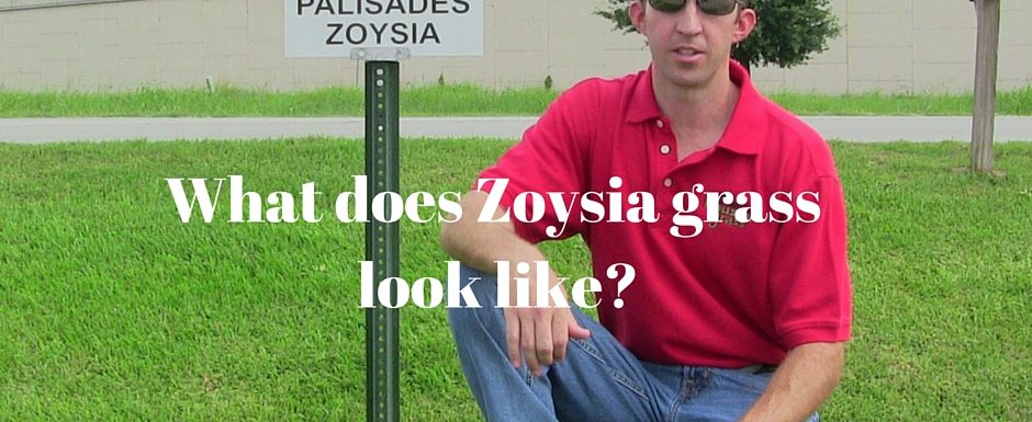 What does Zoysia grass look like