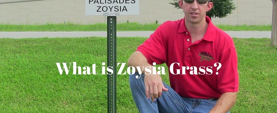What is Zoysia Grass