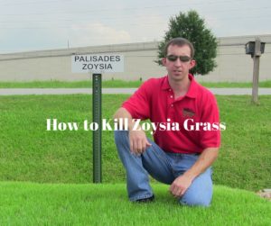 How to Kill Zoysia Grass