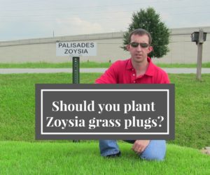 Should you plant Zoysia grass plugs