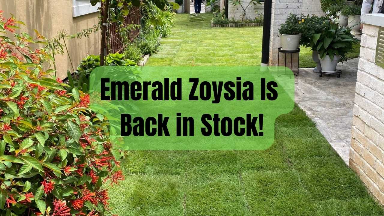 Emerald Zoysia Is Back in Stock