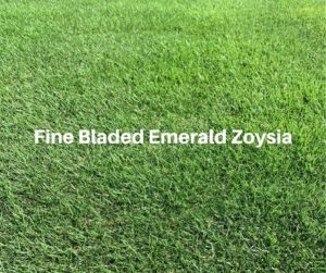 Our Beautiful Emerald Zoysia Grass