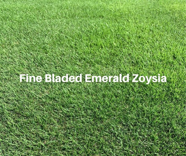 Why Pick Emerald Zoysia Grass Houston Pearland Sugar Land Tx