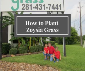 How to Plant Zoysia Grass