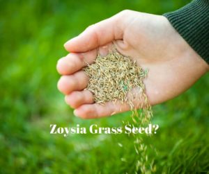 Zoysia Grass Seed for Houston