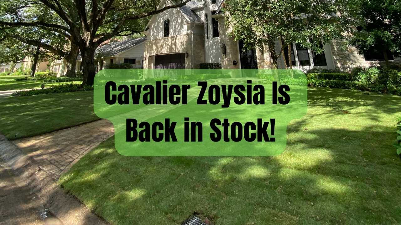 Cavalier Zoysia Back in Stock