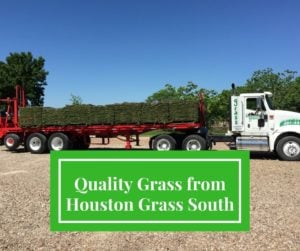 Quality Grass from Houston Grass South