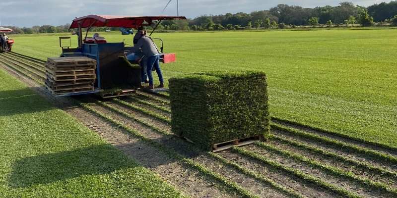 Quality Grass from Our Family Farm - Houston Grass