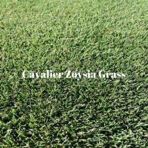Cavalier Zoysia Grass from Houston Grass South