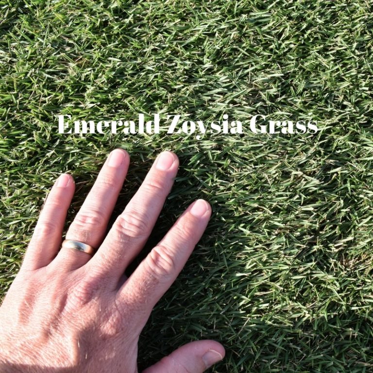Cavalier Zoysia versus Emerald Zoysia Grass Houston Pearland