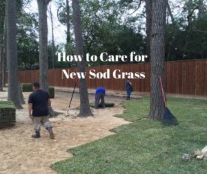 How to Care for New Sod Grass