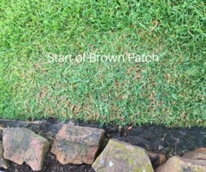 Start of Brown Patch