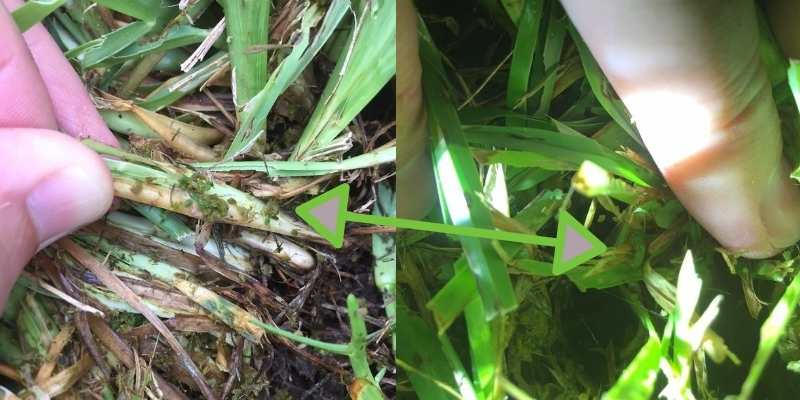 How to Kill Sod Webworms - Houston Grass