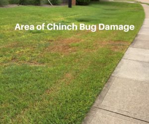 Area of Chinch Bug Damage