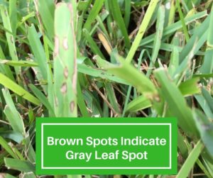 Brown Spots Indicate Gray Leaf Spot